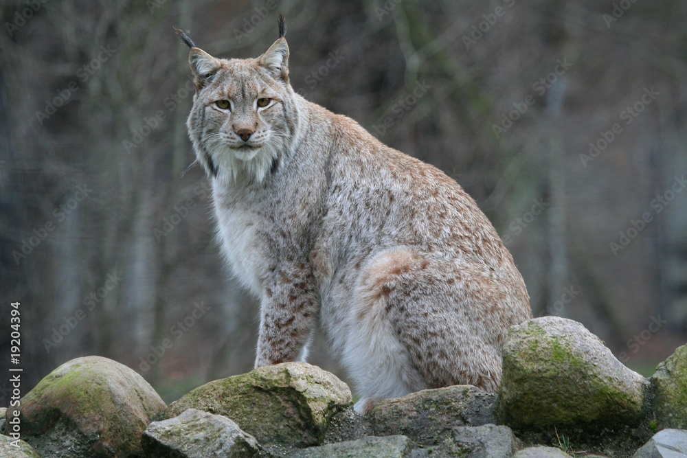 Obraz premium Luchs
