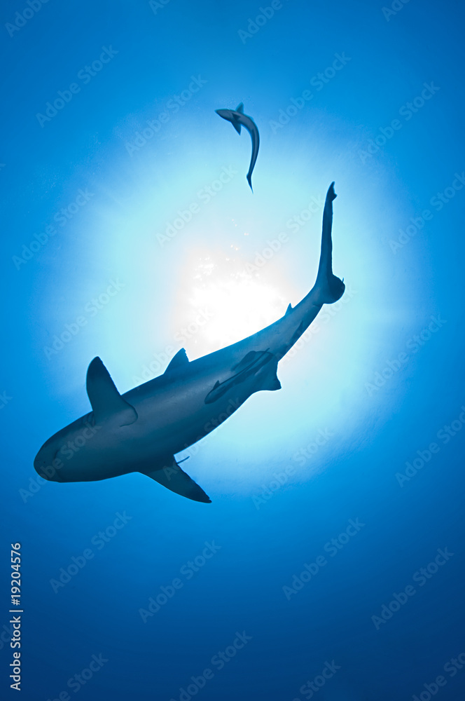 Fototapeta premium requin