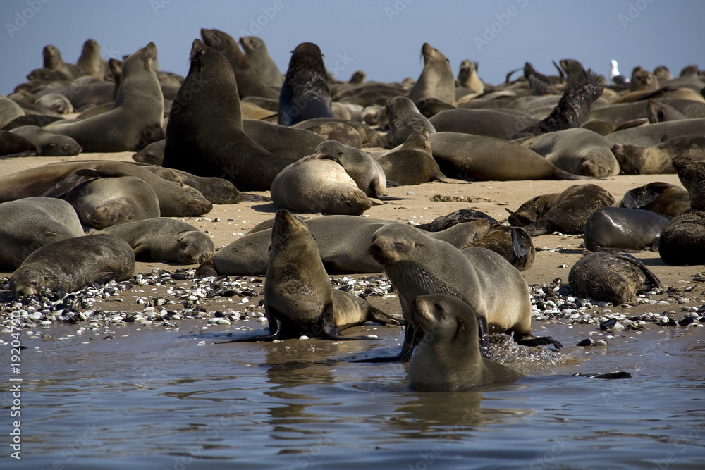 Fototapeta premium Kayaking around Pelican Point