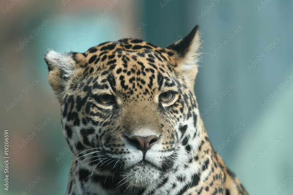 Fototapeta premium Jaguar