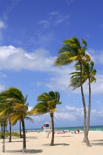 Fort Lauderdale tropical beach palm trees