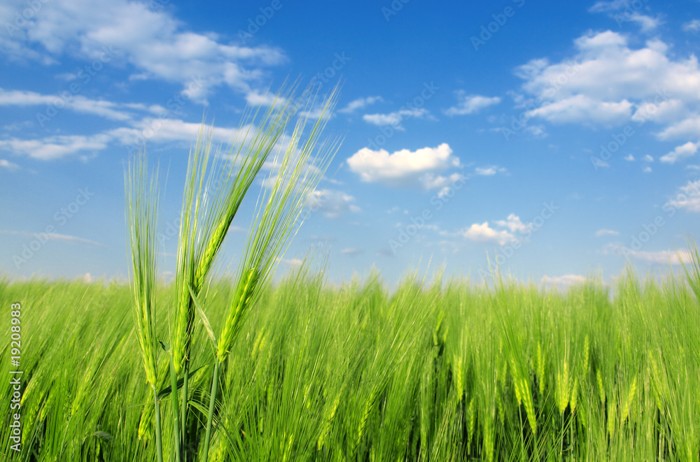green wheat close up against blue sky