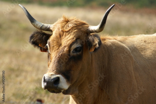 vache aubrac