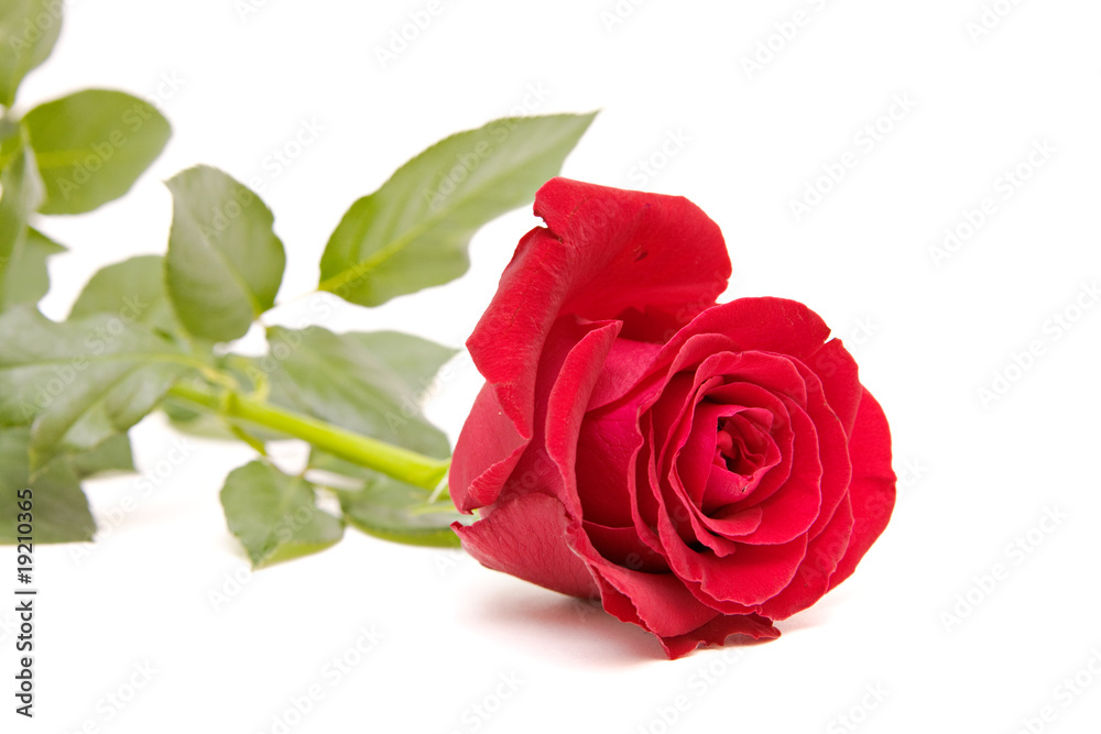 red rose isolated on white. valentine's day red rose isolated on white. valentine's day