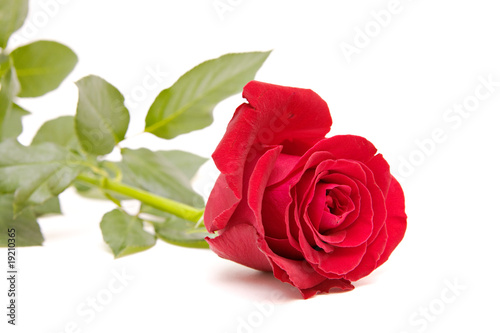 red rose isolated on white. valentine's day