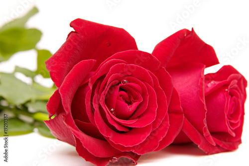 red rose isolated on white. valentine s day