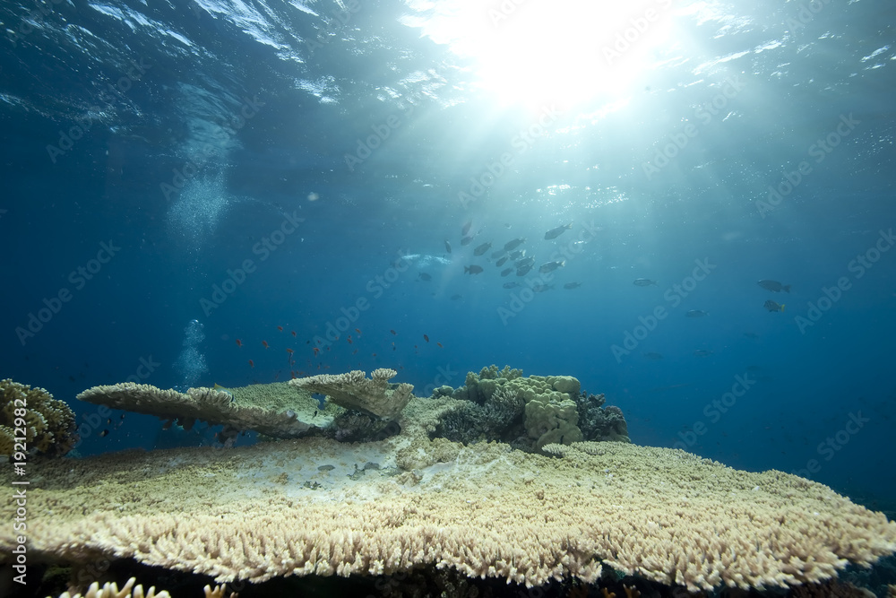 Fototapeta premium Ocean,coral and fish