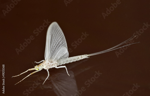 White Mayfly photo