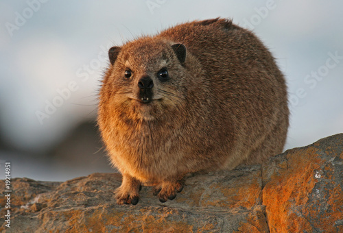 Klippschliefer, Dassie, Südafrika