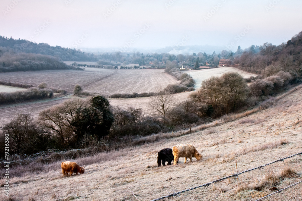 Fototapeta premium Frosty English Field