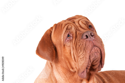 serious dog de bordeaux