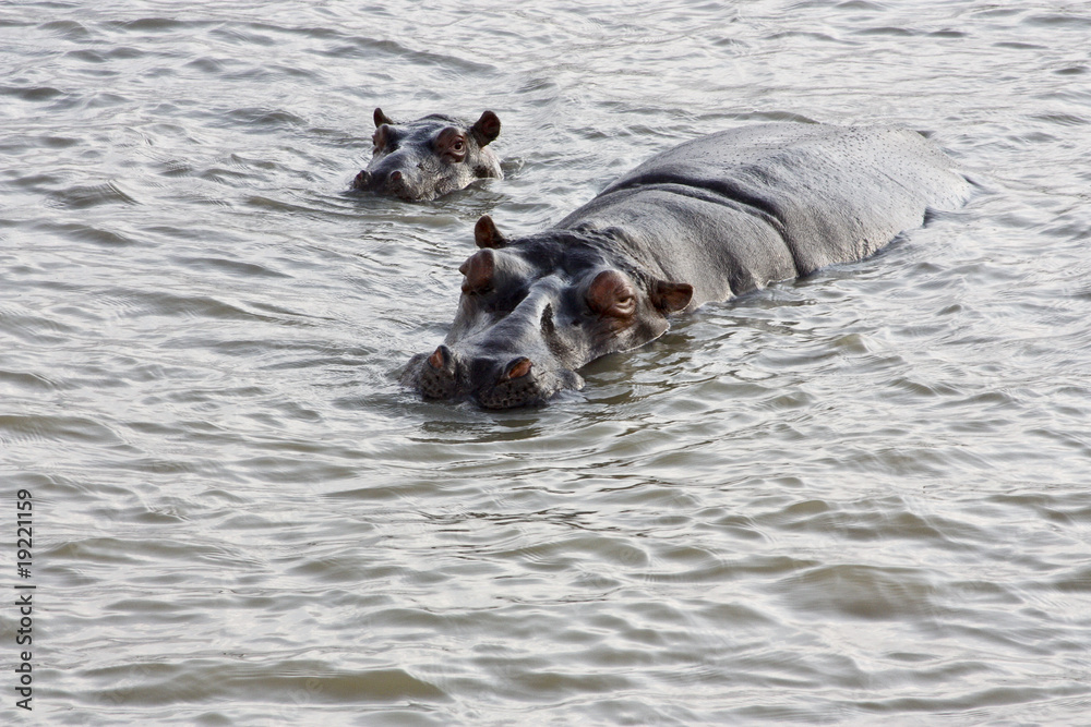 Fototapeta premium HIPPOPOTAMUS AND CALF
