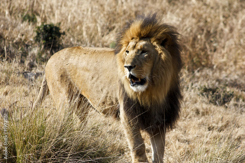 SOUTHEAST AFRICAN LION (TRANSVAAL LION) photo