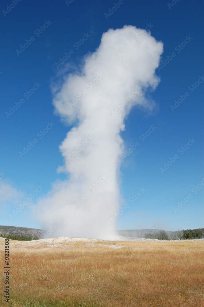 Old Faithful in full eruption over grassy field