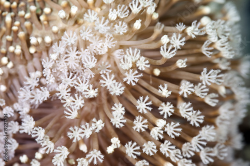 Leather Coral (Sarcophyton ehrenbergi). photo
