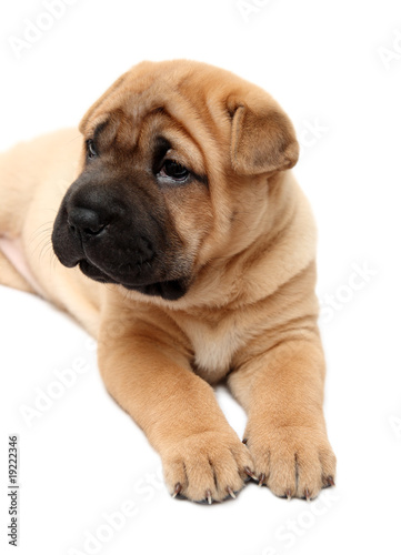 shar pei puppy