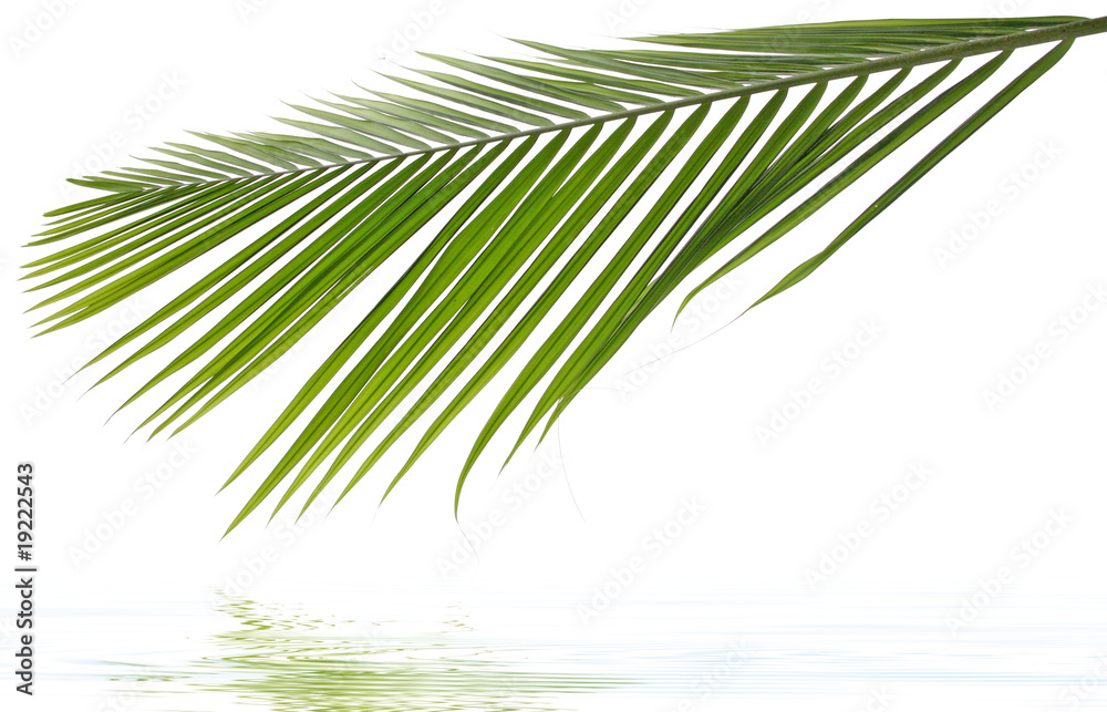 Fototapeta premium palme exotique fond blanc