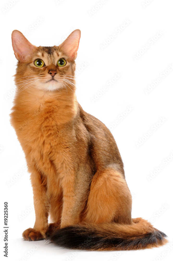Somali cat sitting isolated on white bakcground Somali cat sitting isolated on white bakcground