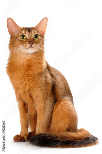 Somali cat sitting isolated on white bakcground