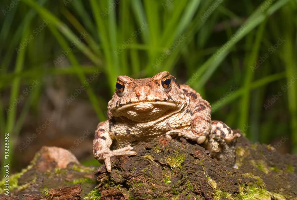 Fototapeta premium Toad (Bufo gargarizans) 7