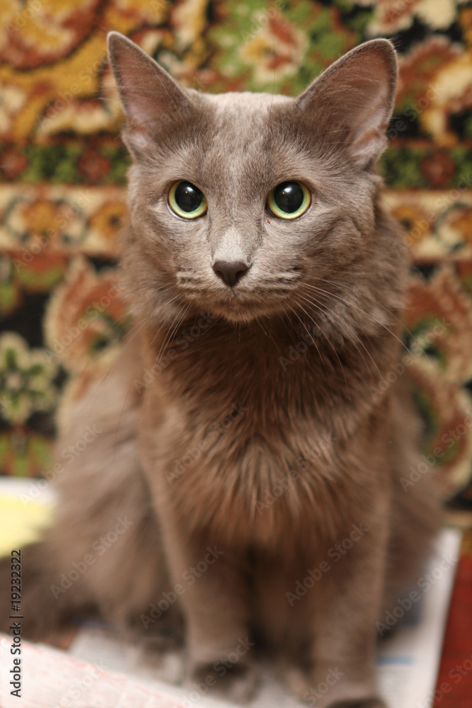 Fototapeta premium Russian blue