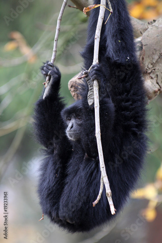 Siamang photo