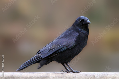corbeau corneille oiseau malheur parc jardin noir plume perchoir photo