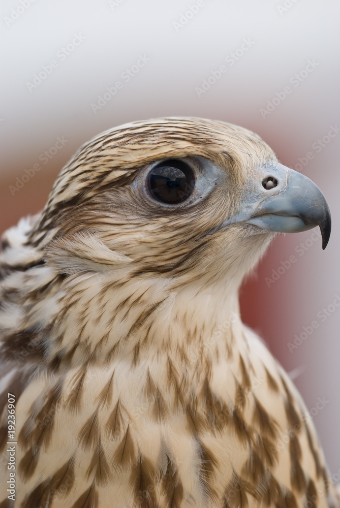 Wild Falcon Wild Falcon