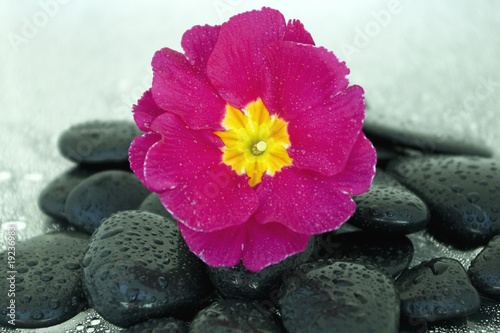 Black stones with flower