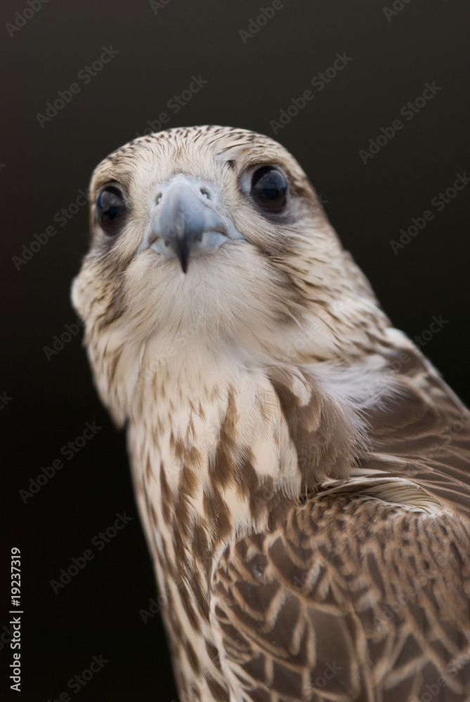 Naklejka premium Wild Falcon