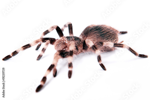 beautiful spider isolated on white background