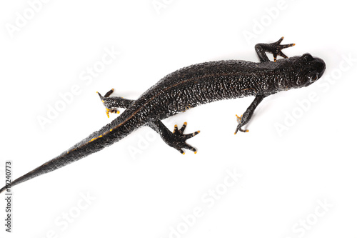 Lizard isolated on white background.