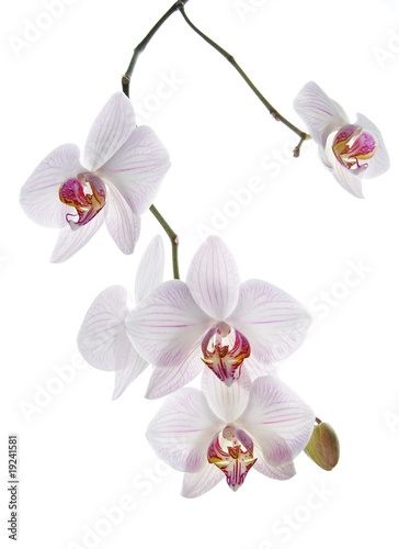 Blooming white orchids flower isolated on white background