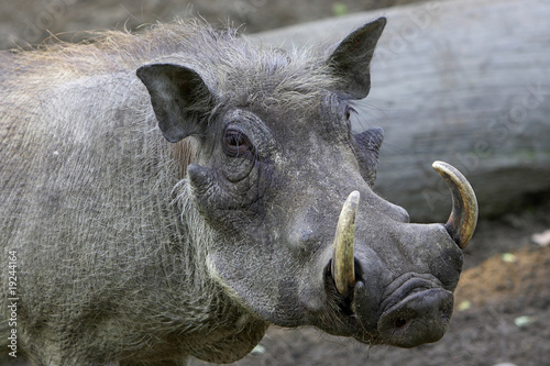 Fotografía Warzenschwein 1