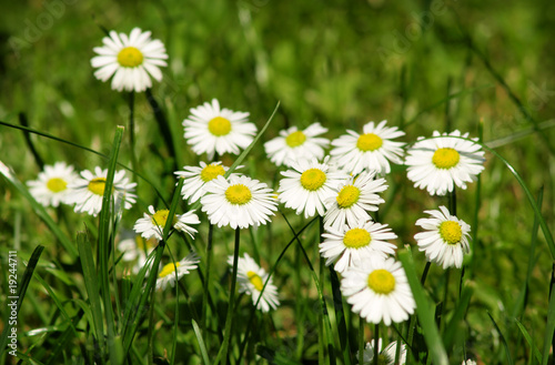 Sunshine daisies