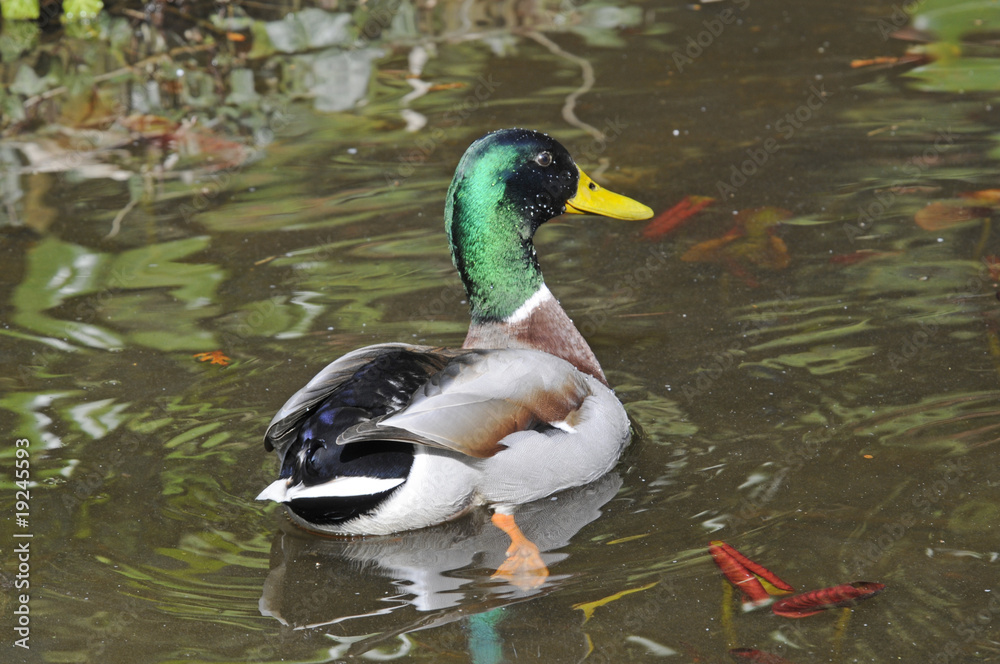 Obraz premium Stockente