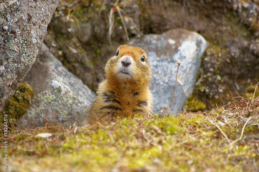 Fototapeta premium Ground Squirrel - Erdhörnchen