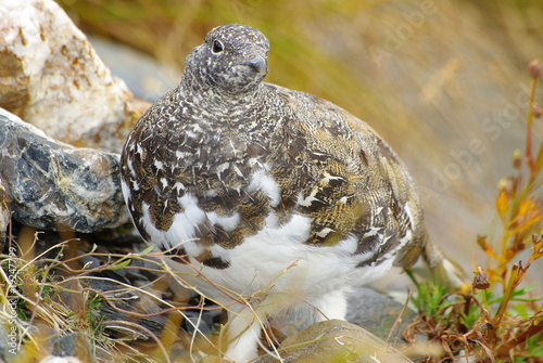 Ptarmigan - Schneehuhn photo