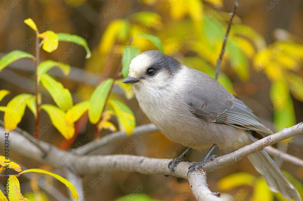 Obraz premium Grey Jay - Häher