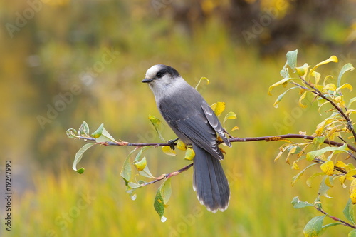 Quadro em tela Grey Jay - Häher