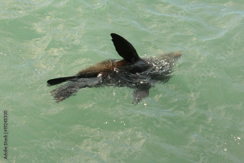 Sea-lion photo