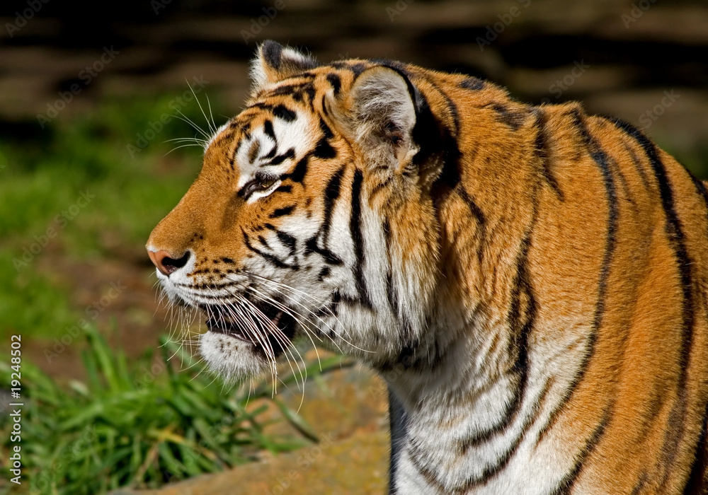 Siberian Tiger close-up