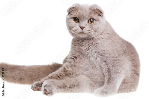 scottish fold