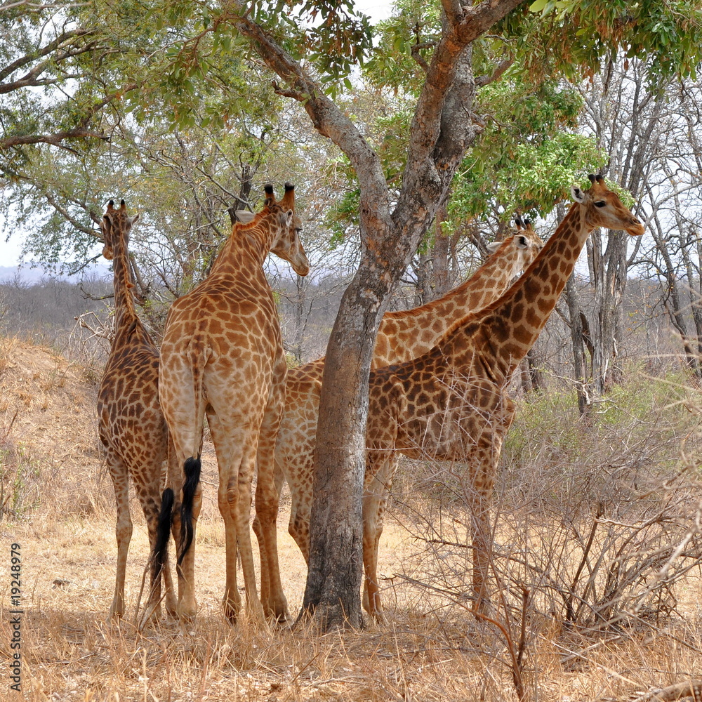 Fototapeta premium cztery żyrafy odpoczywające pod drzewem, Kruger NP