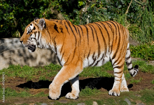 Siberian Tiger