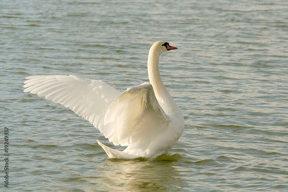 Beautiful swan spreads its wings on the lake Beautiful swan spreads its wings on the lake