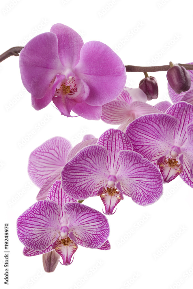 Obraz premium Orchid