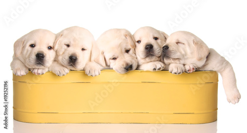 Fotografie, Obraz popped puppies