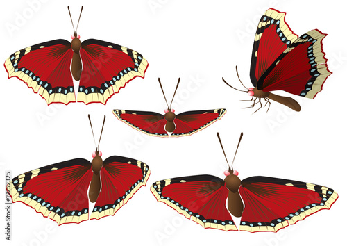 Butterfly. Vectorial illustration.