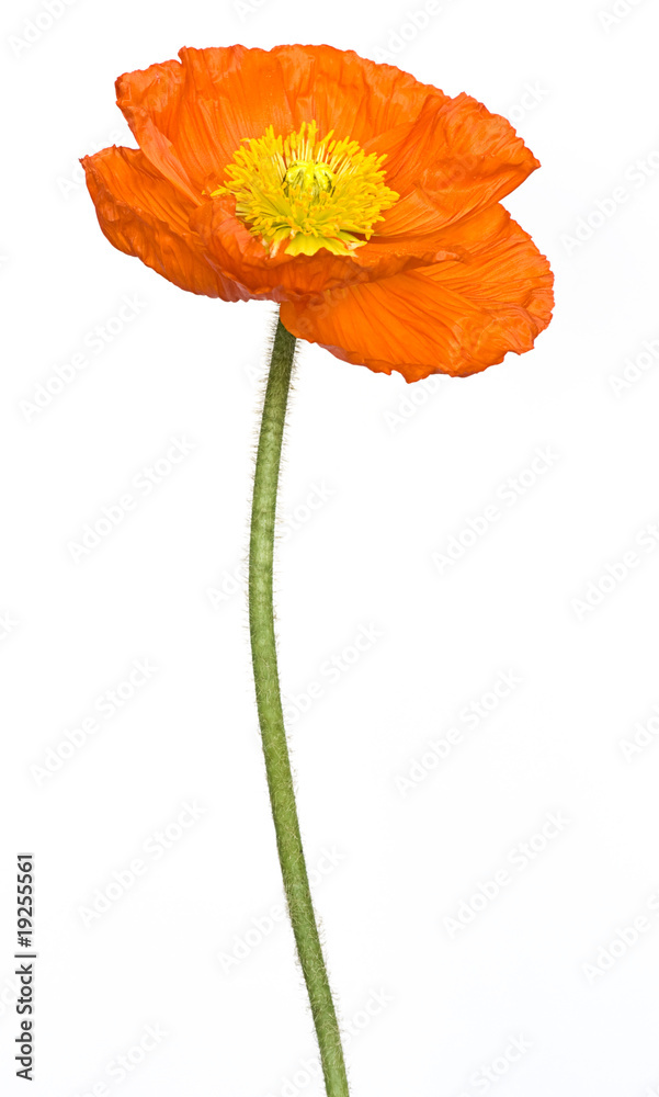 Fototapeta premium Mohn